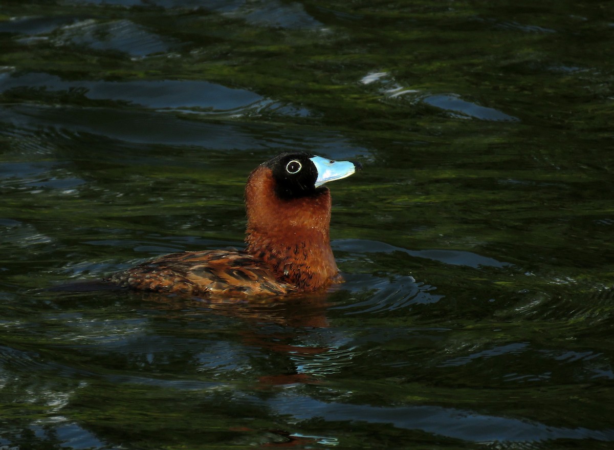 Masked Duck - ML643215952