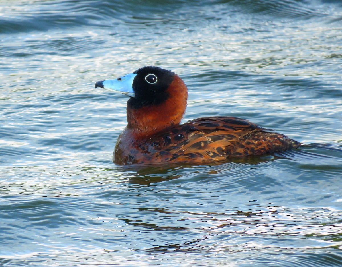Masked Duck - ML643215953