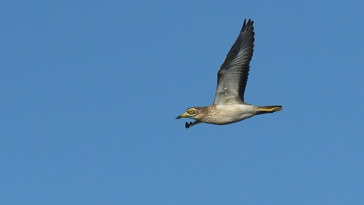 Eurasian Thick-knee - ML643215955