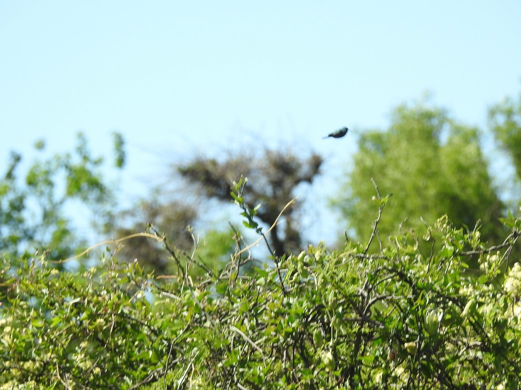 Blue-tufted Starthroat - ML643215956