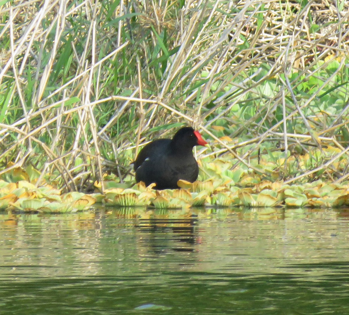 Common Gallinule - ML643215957