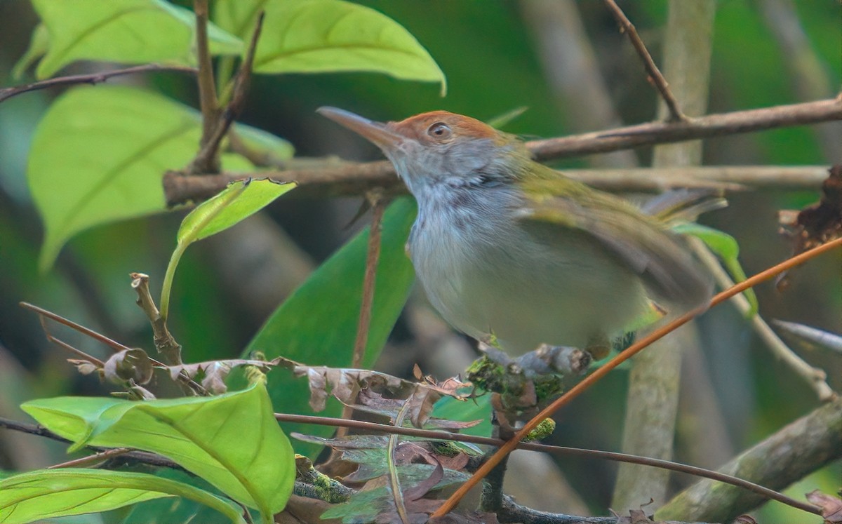 Common Tailorbird - ML643215958