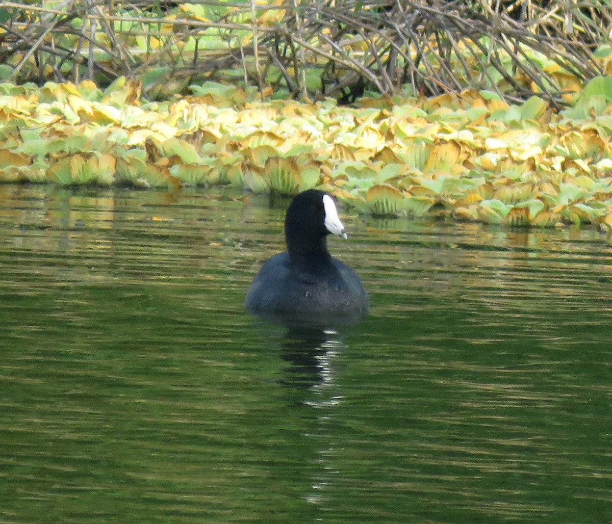 American Coot - ML643215959