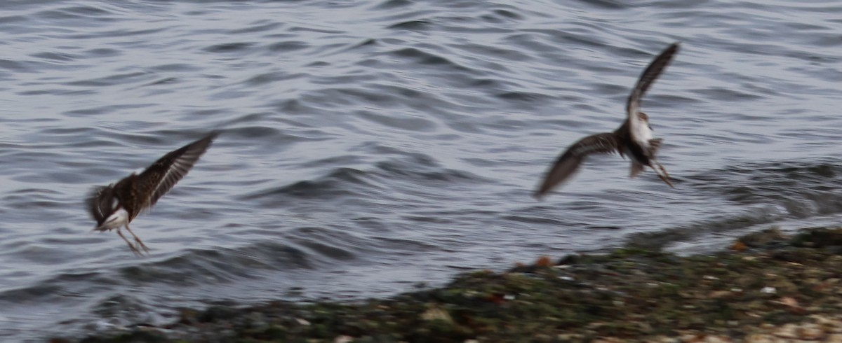 Least Sandpiper - ML643215960