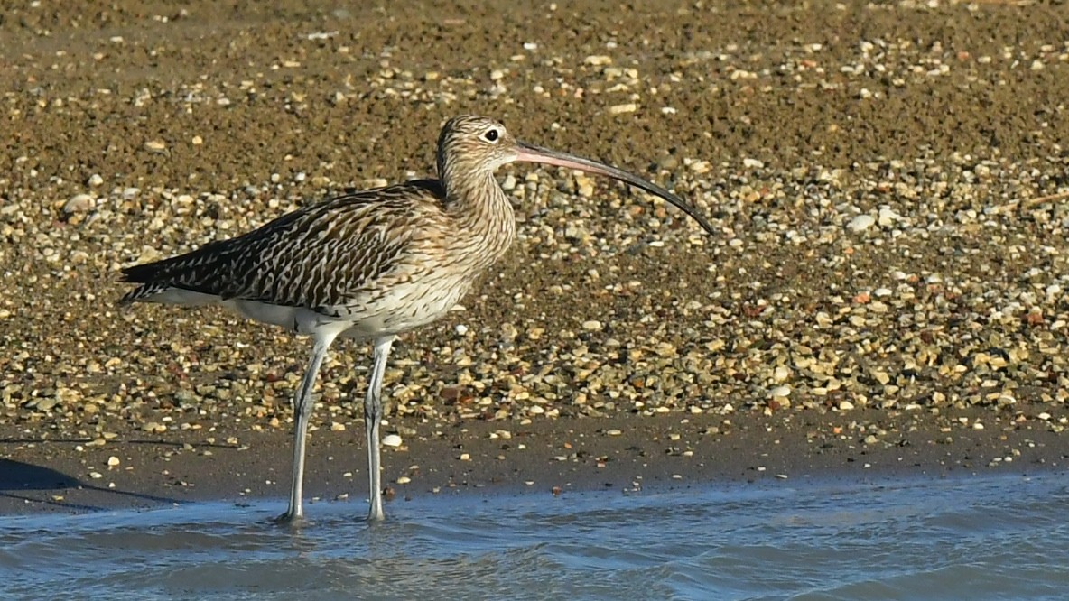 Eurasian Curlew - ML643215962