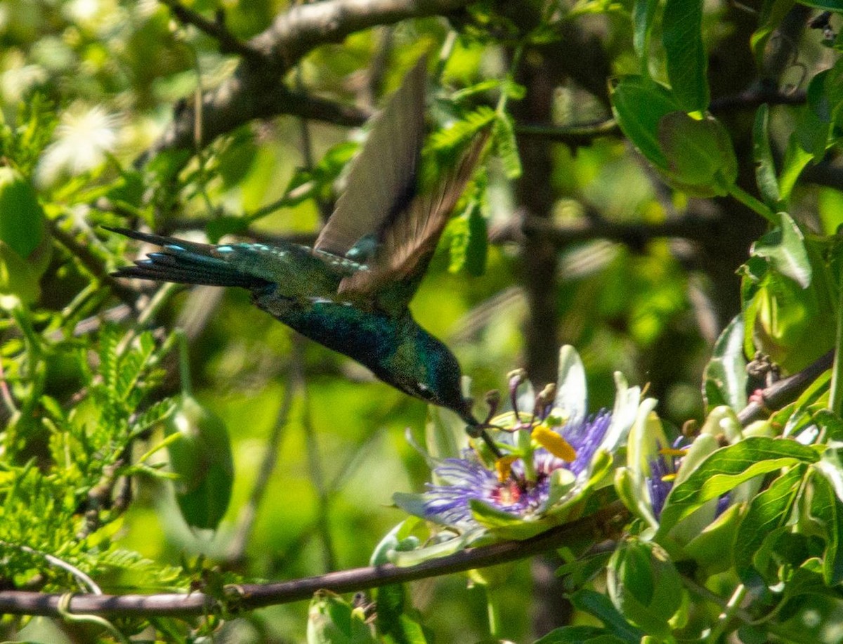 Blue-tufted Starthroat - ML643215963