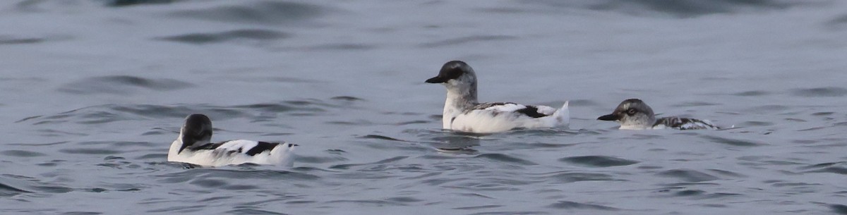 Pigeon Guillemot - ML643215965