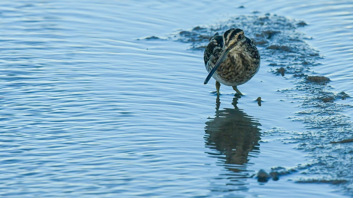 Common Snipe - ML643215967