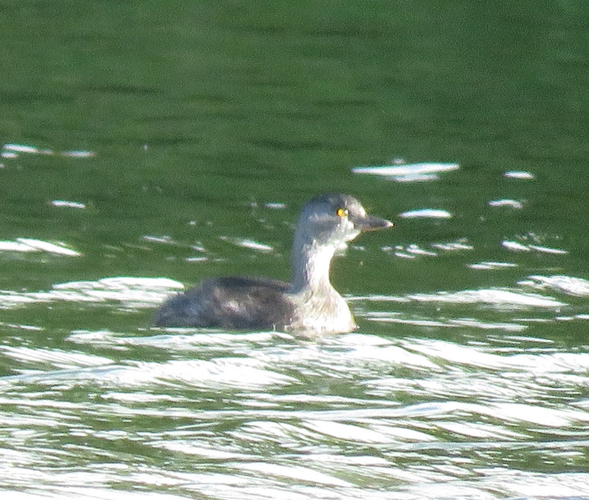 Least Grebe - ML643215968