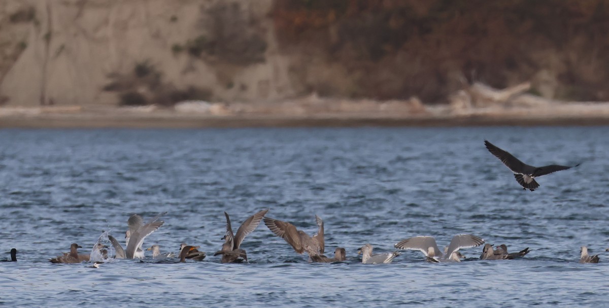 Common Murre - ML643215969