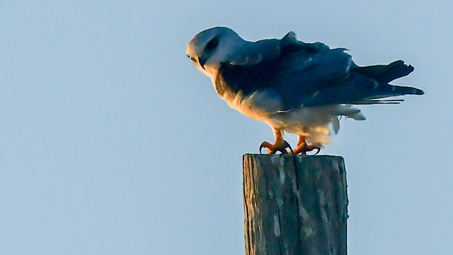 Black-winged Kite - ML643215970