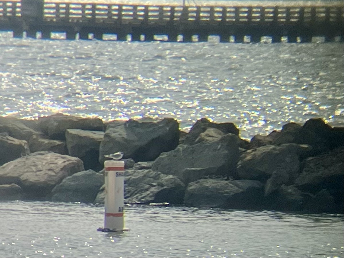 Forster's Tern - ML643215971