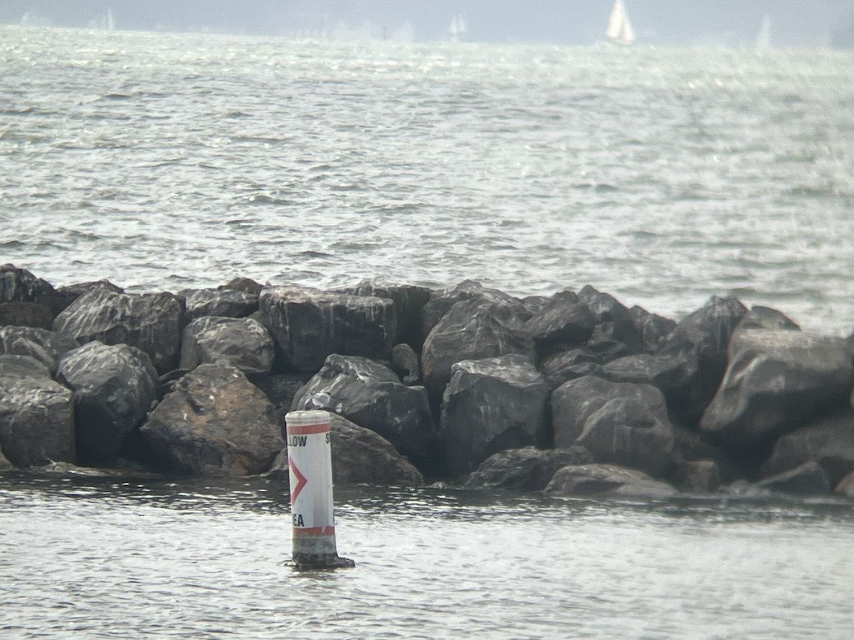 Forster's Tern - ML643215972