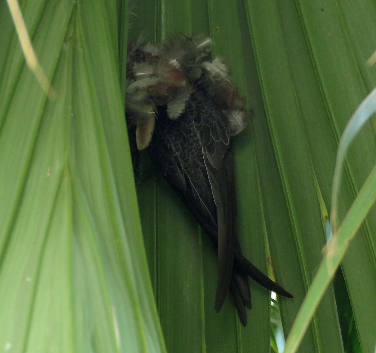Fork-tailed Palm Swift - ML643215974