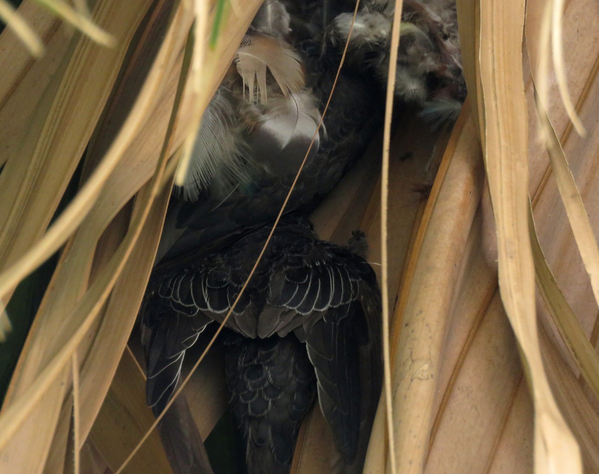 Fork-tailed Palm Swift - ML643215975