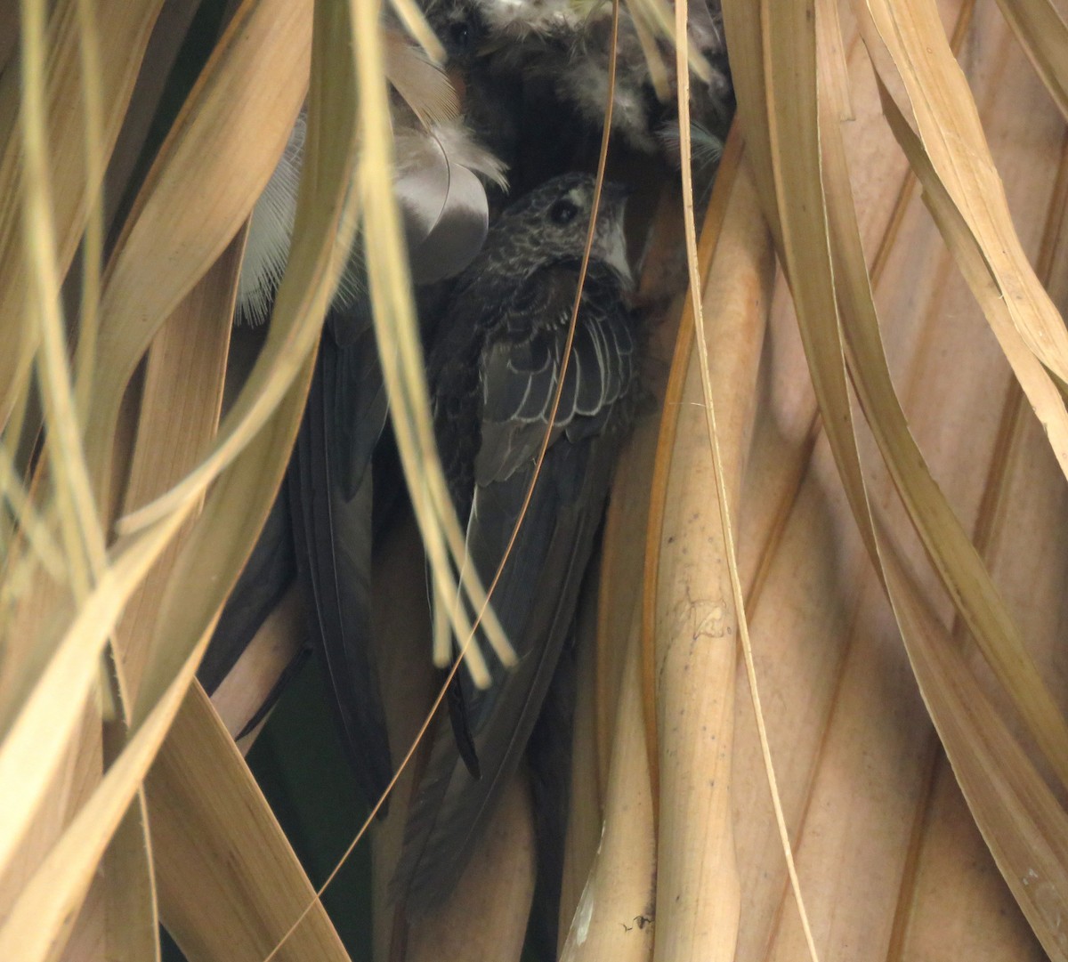 Fork-tailed Palm Swift - ML643215976