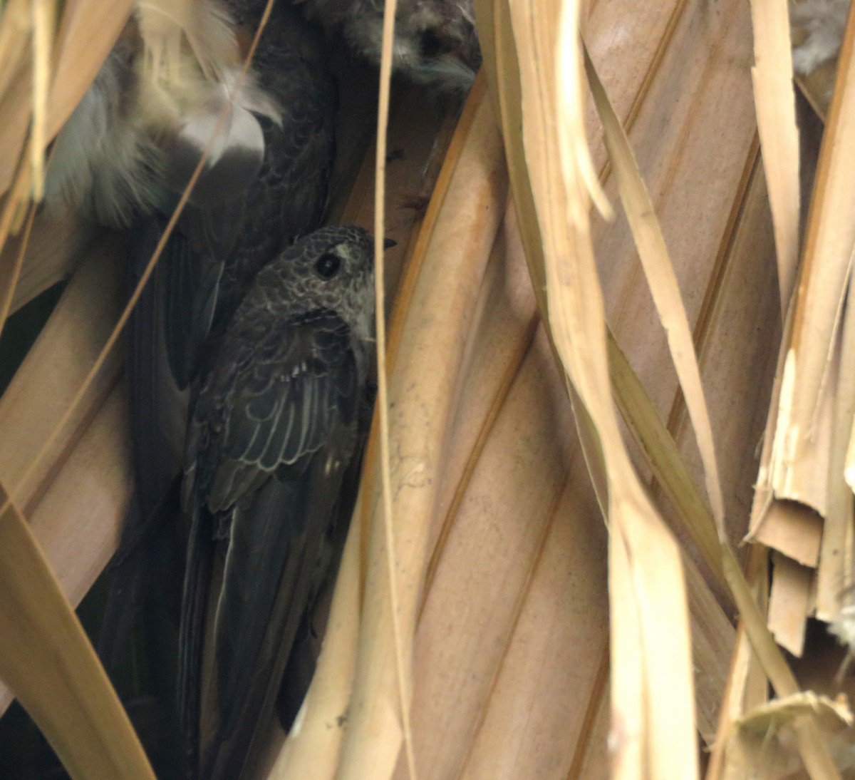 Fork-tailed Palm Swift - ML643215977