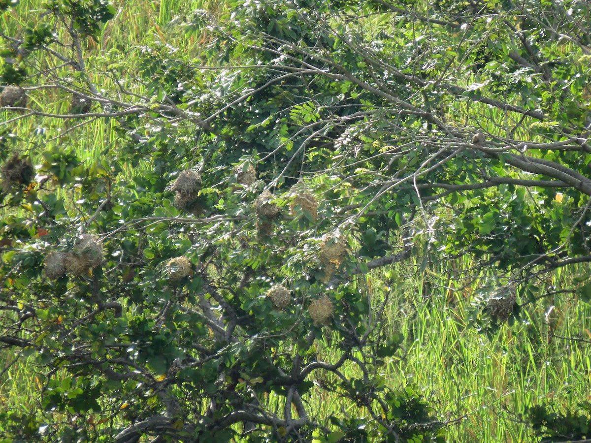 Village Weaver - ML643215978