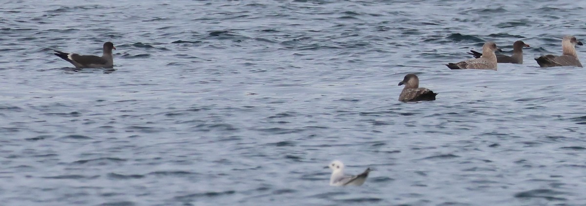 Bonaparte's Gull - ML643215979
