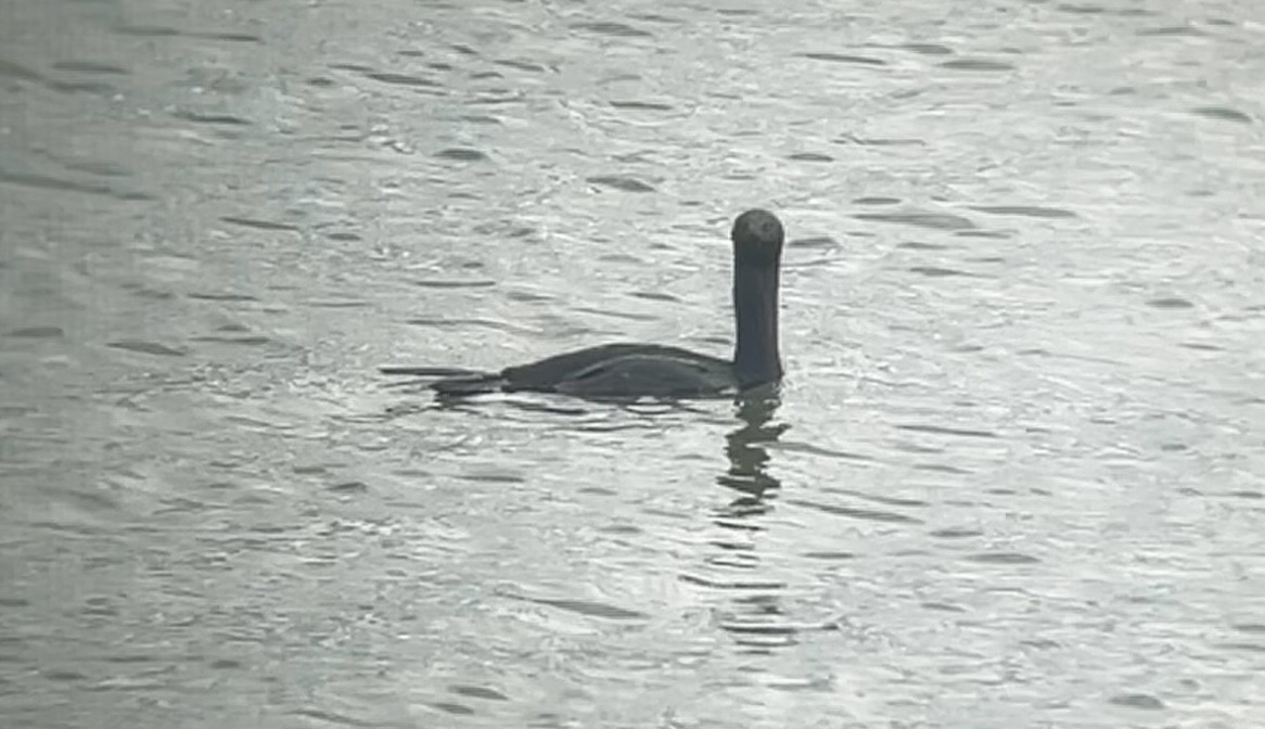Pelagic Cormorant - ML643215981