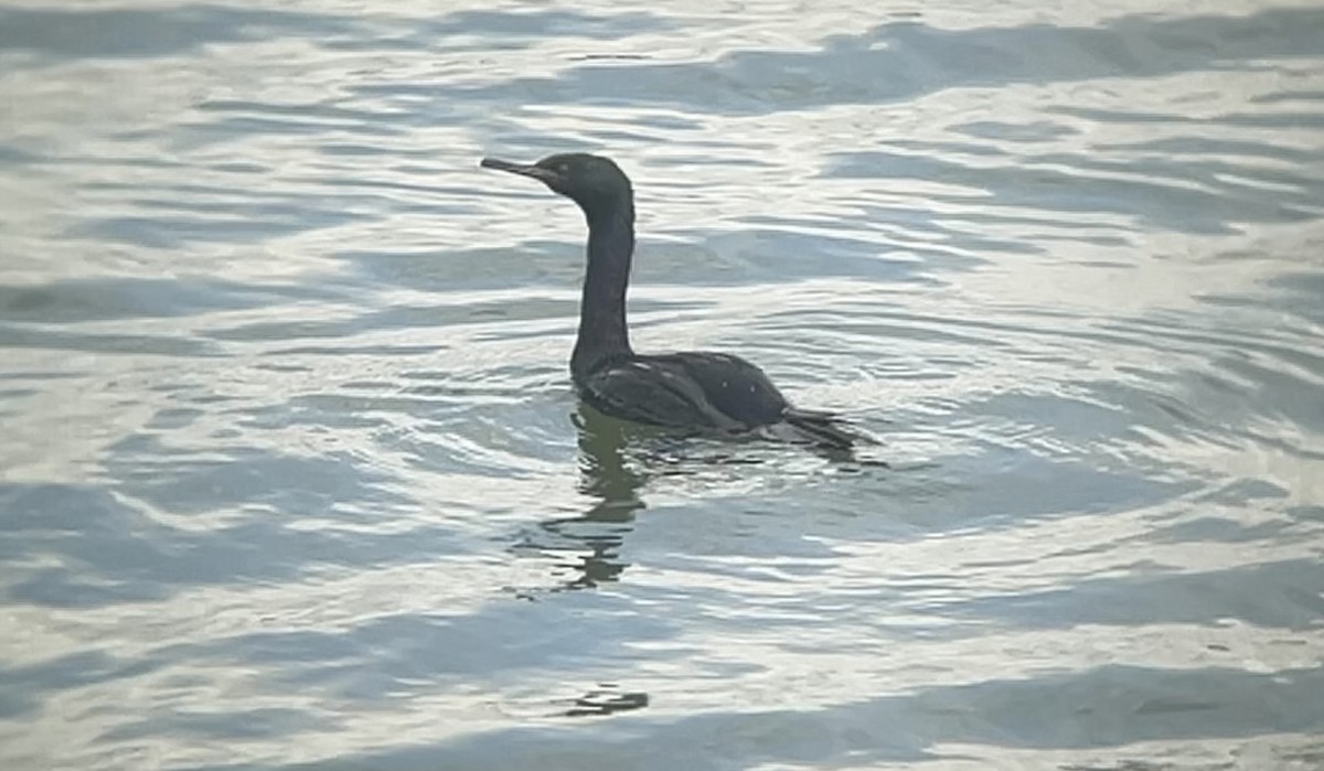 Pelagic Cormorant - ML643215982