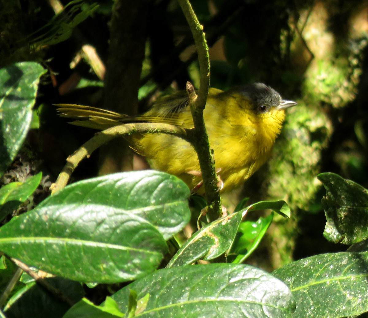 Gray-capped Hemispingus - ML643216007