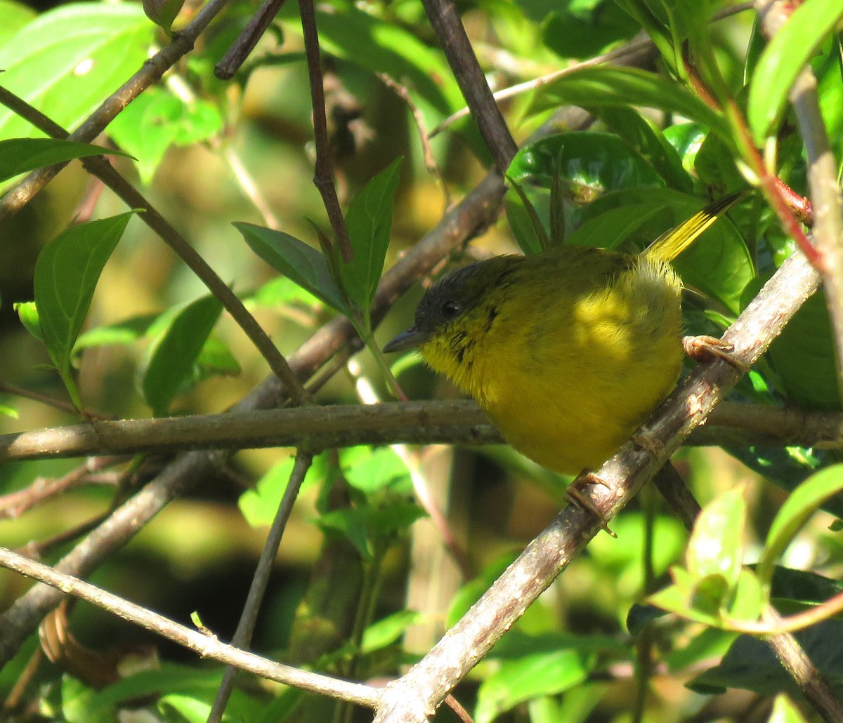 Gray-capped Hemispingus - ML643216008