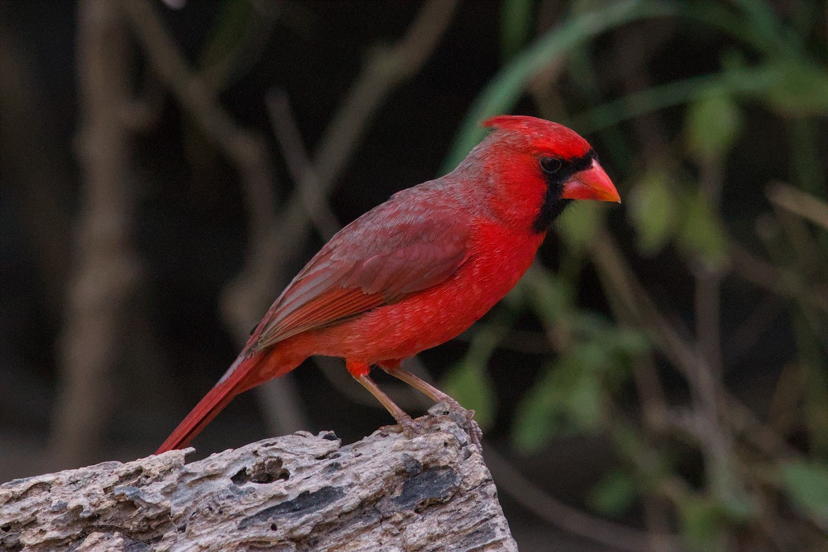 Cardinal rouge - ML643216009