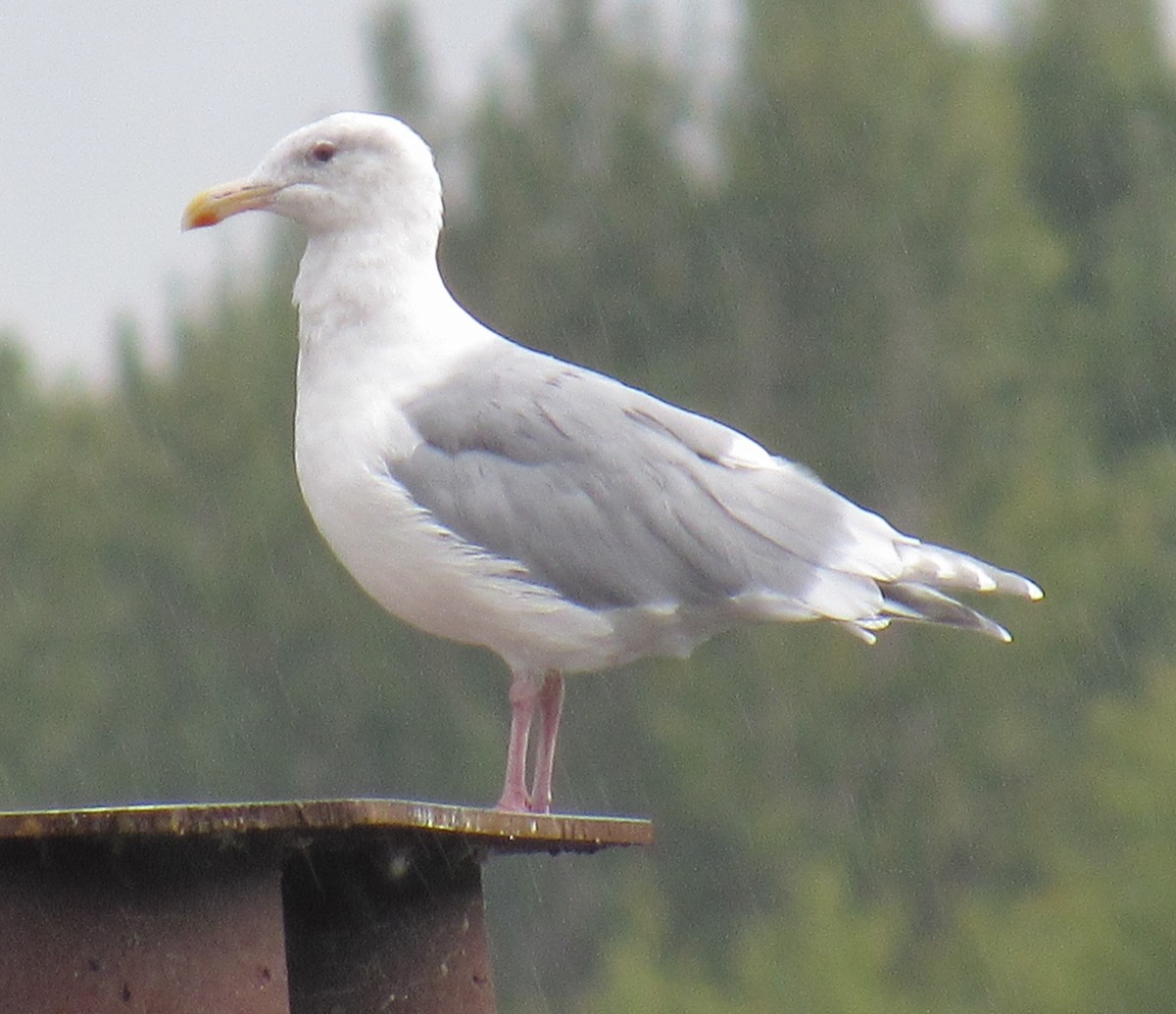 Glaucous-winged Gull - ML643216019