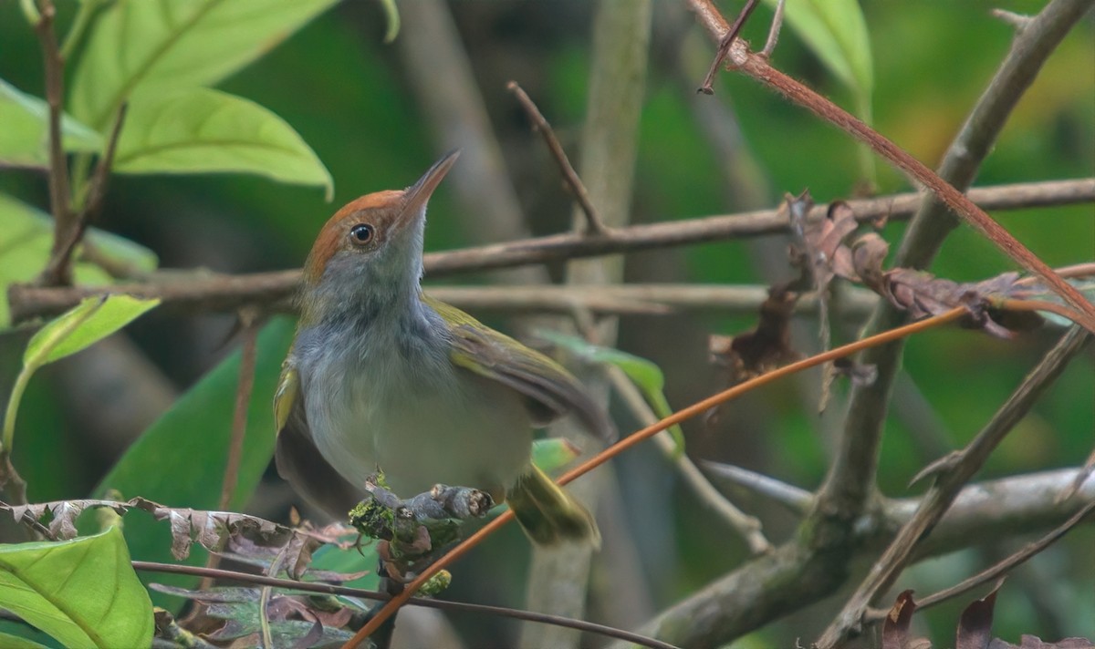 Dark-necked Tailorbird - ML643216025