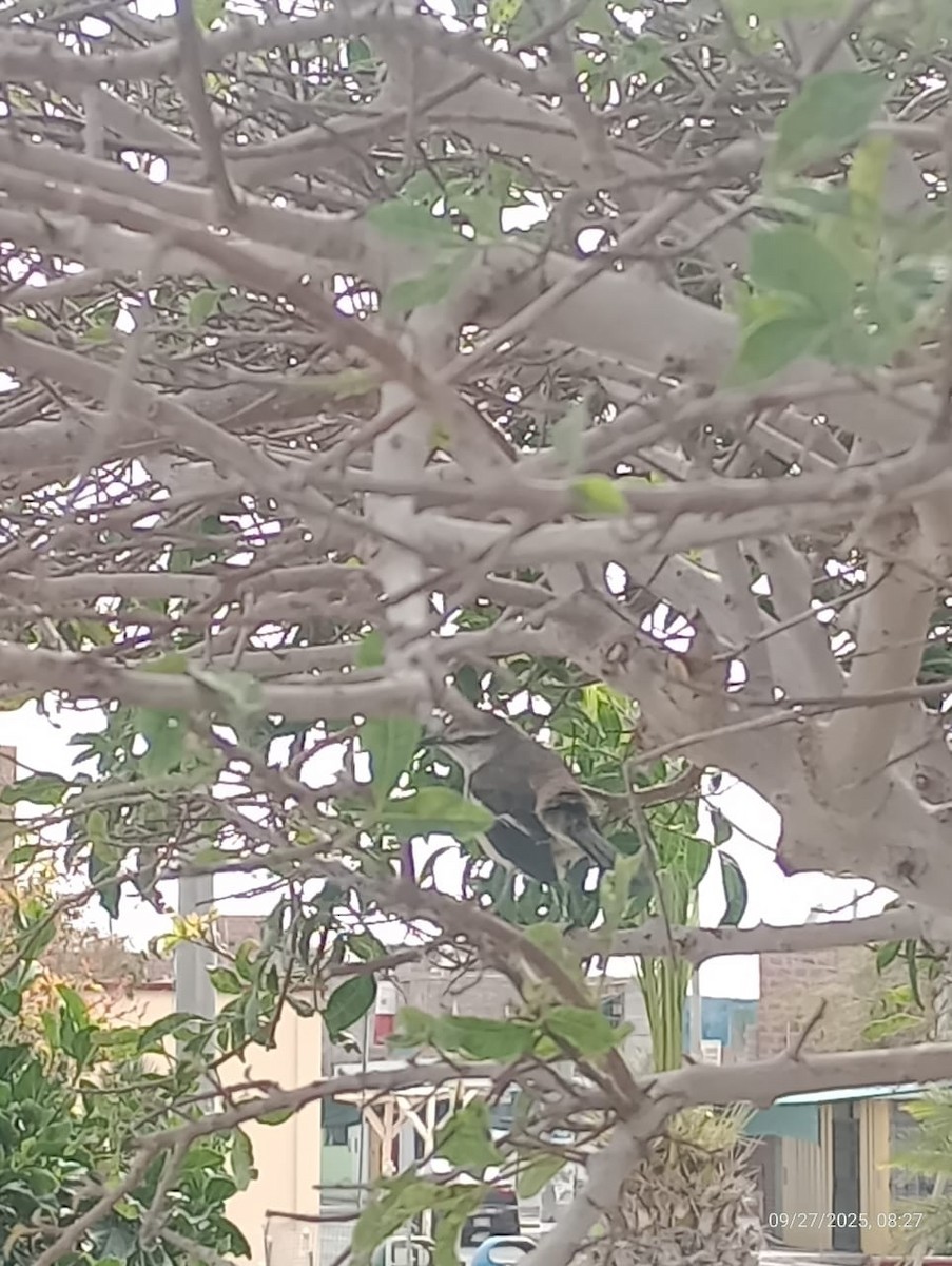 White-banded Mockingbird - ML643216031