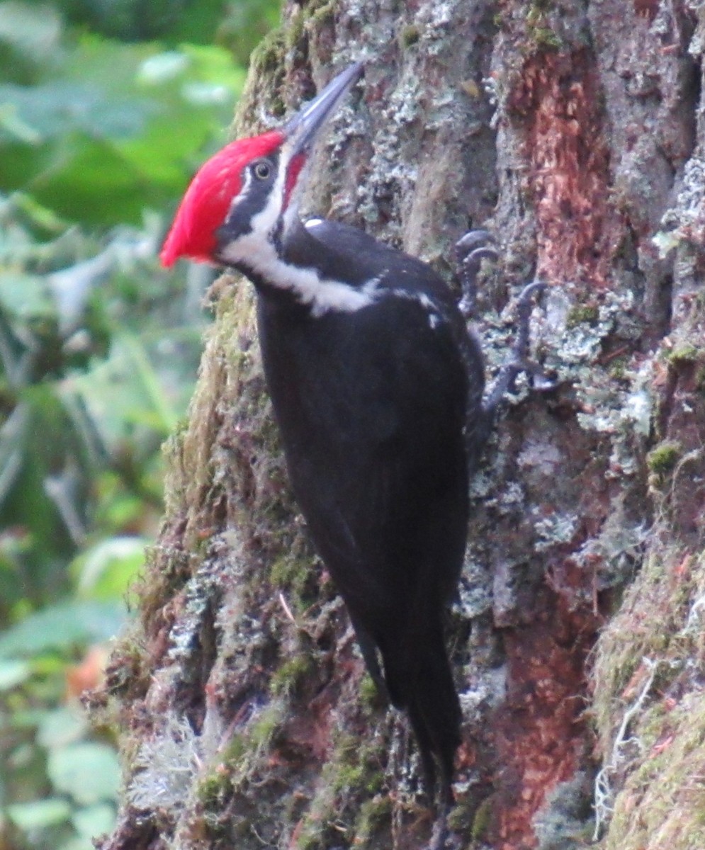 Pileated Woodpecker - ML643216035