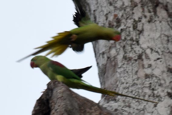 Alexandrine Parakeet - ML643216055