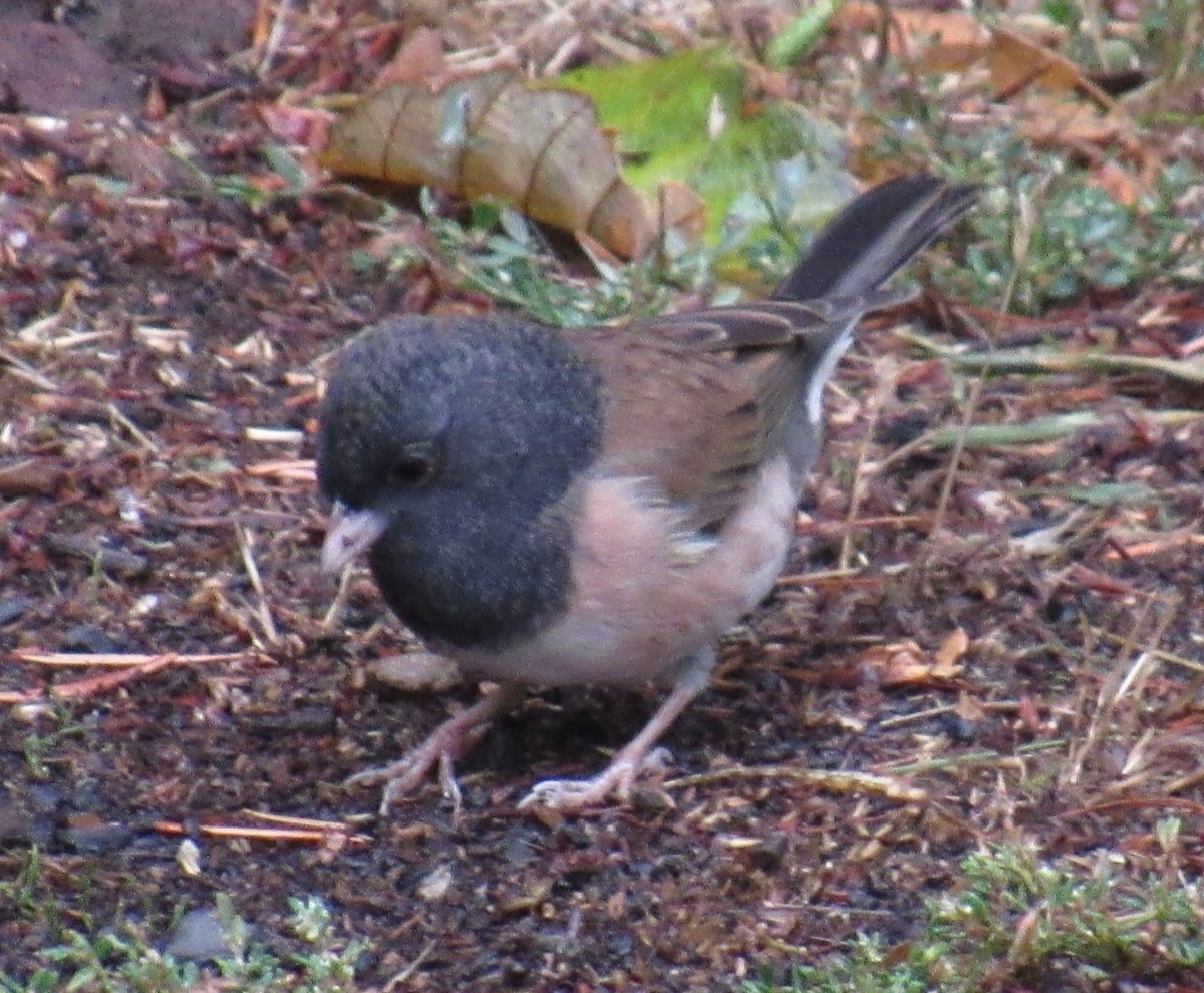 Dark-eyed Junco (Oregon) - ML643216065