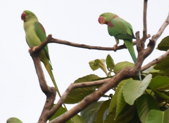 Alexandrine Parakeet - ML643216075