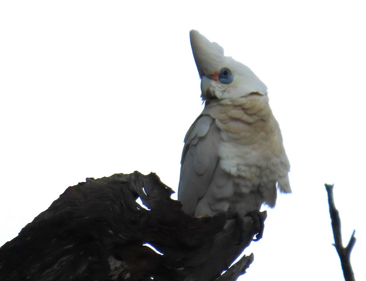 Little Corella - ML643216078