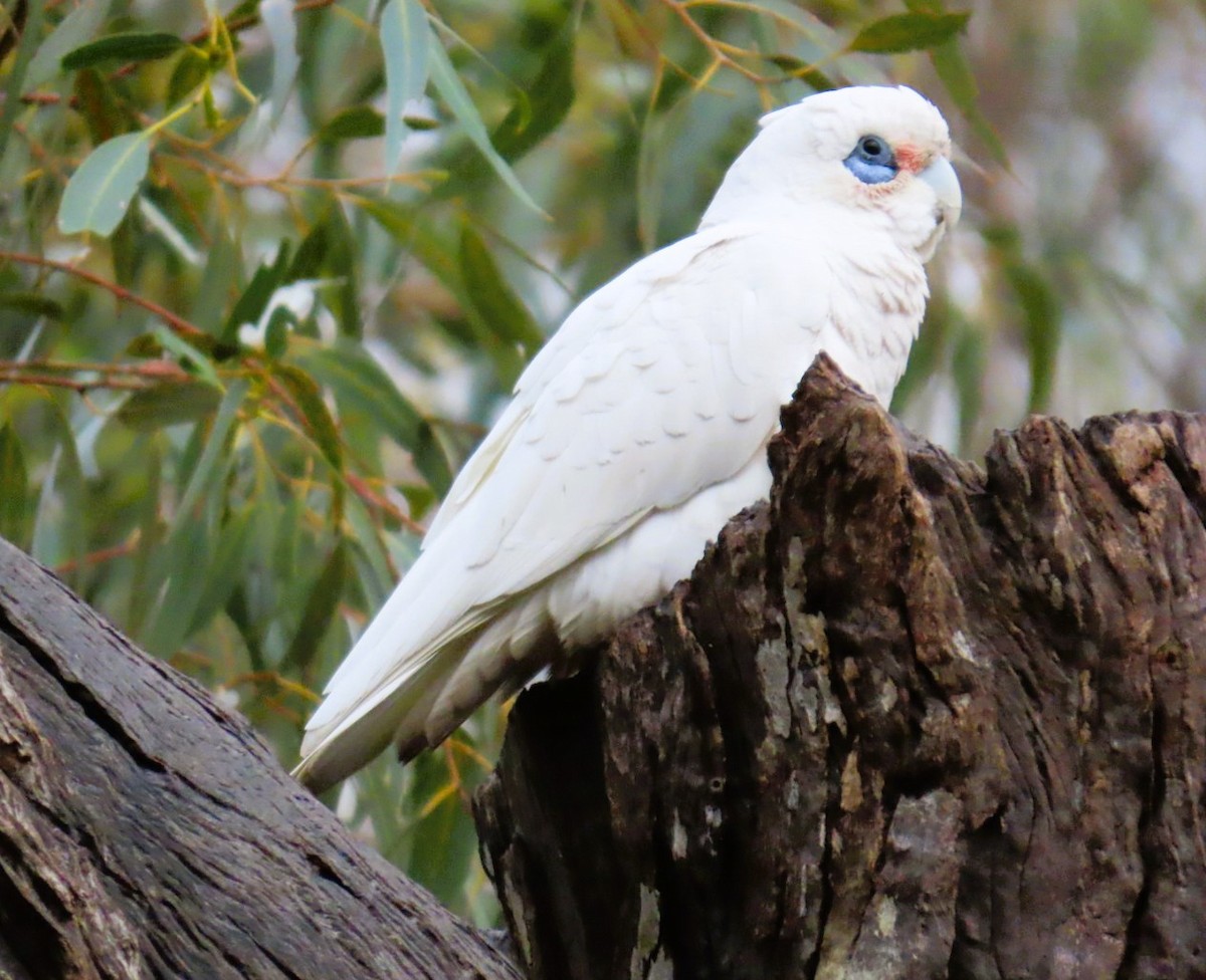 Little Corella - ML643216079