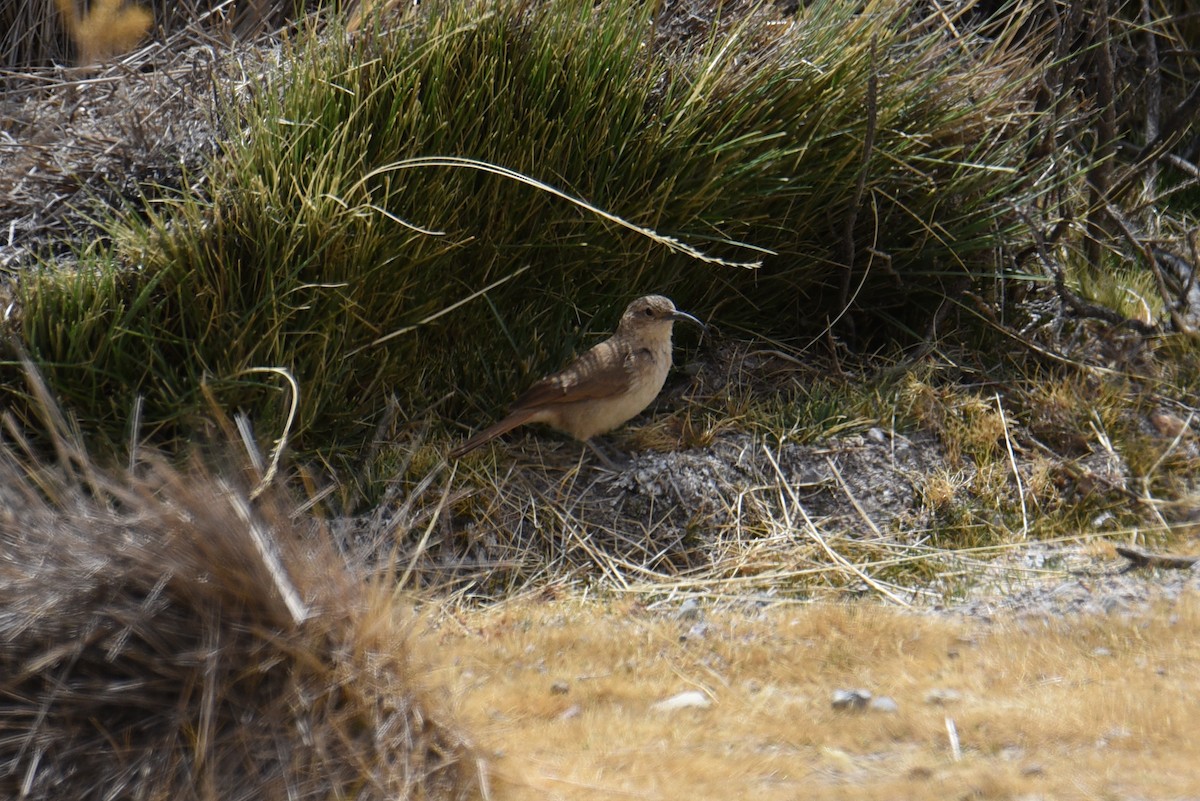 White-throated Earthcreeper - ML643216081