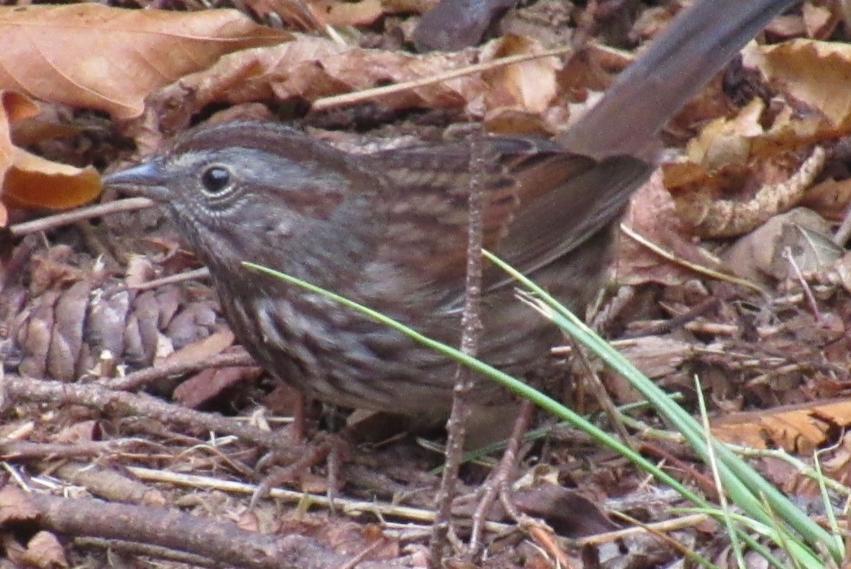 Song Sparrow - ML643216085