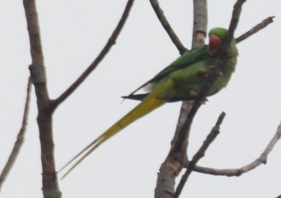 Rose-ringed Parakeet - ML643216094