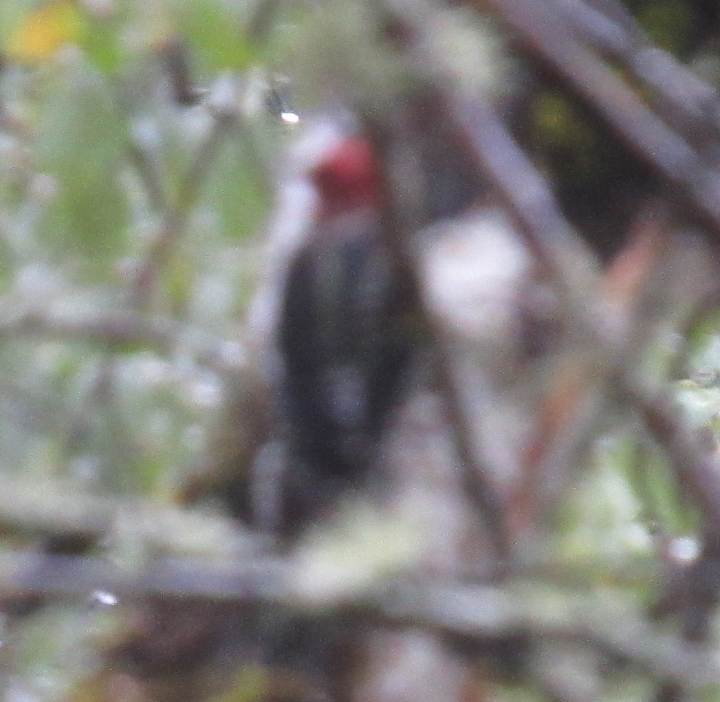 Red-breasted Sapsucker - ML643216099