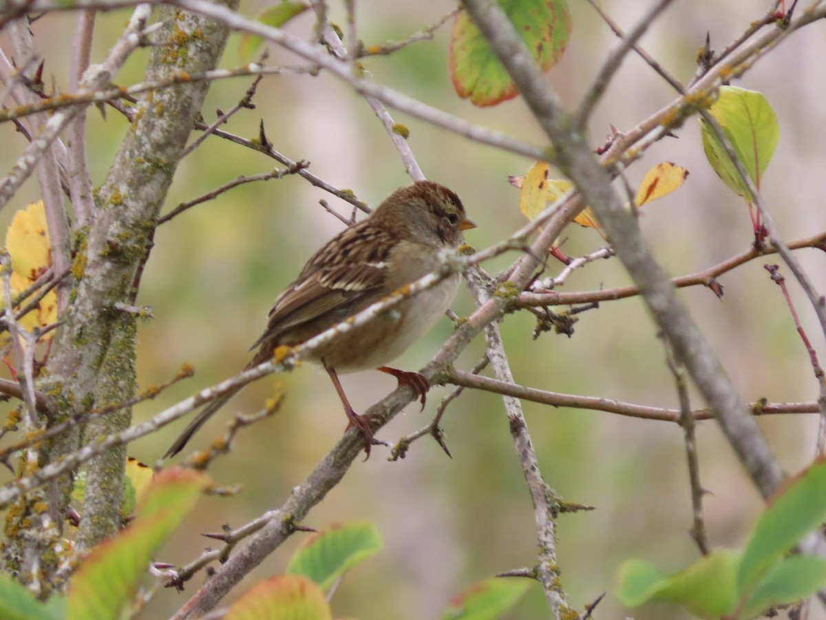 White-crowned Sparrow - ML643216103