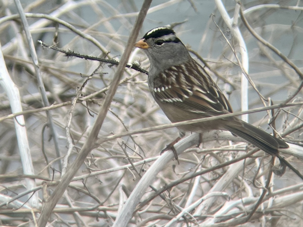 White-crowned Sparrow - ML643216105