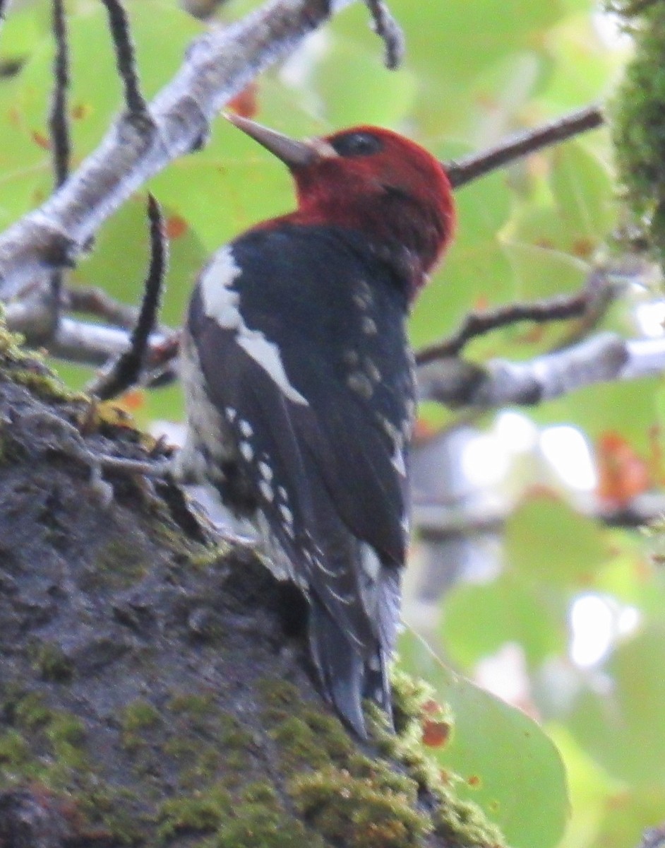 Red-breasted Sapsucker - ML643216106