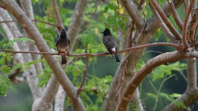 Red-vented Bulbul - ML643216135