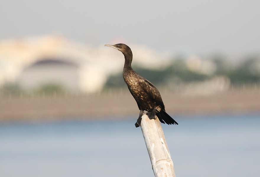 Little Black Cormorant - ML643216140