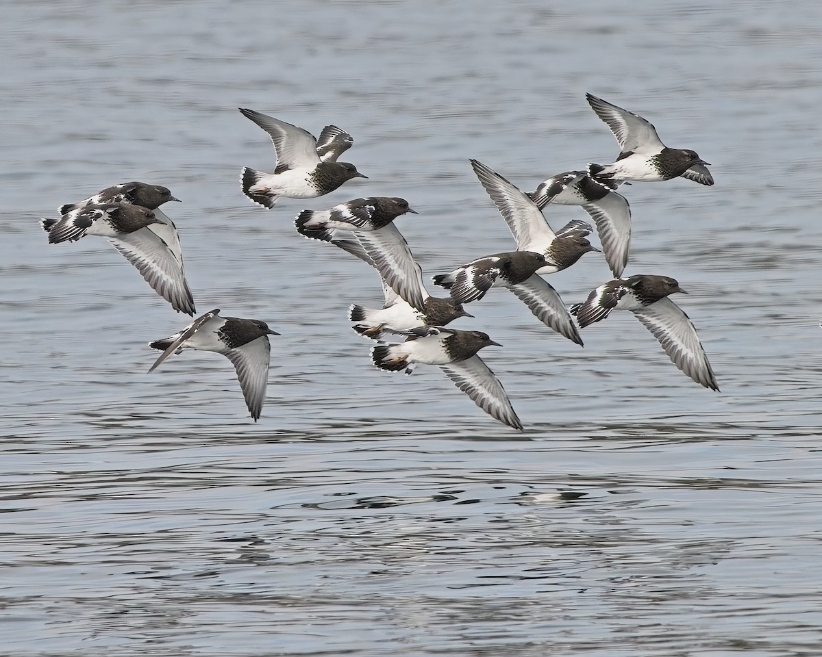 Black Turnstone - ML643216154
