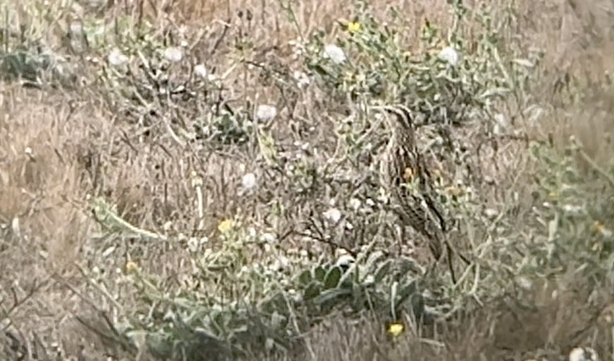 Western Meadowlark - ML643216159