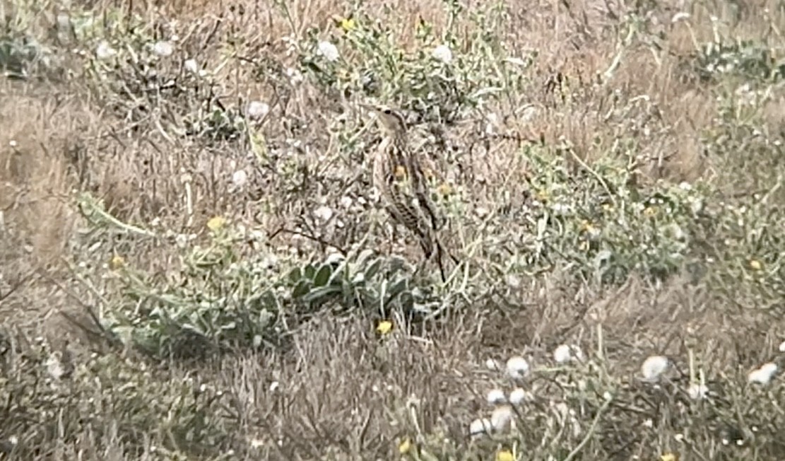 Western Meadowlark - ML643216160