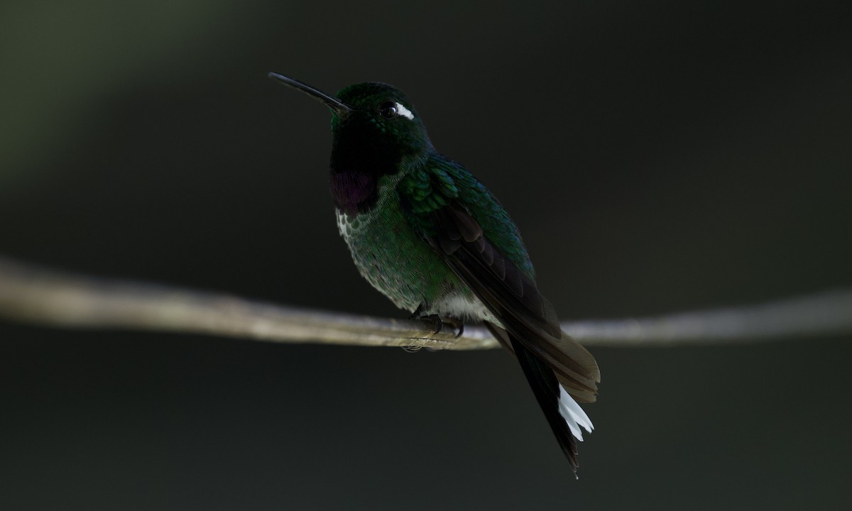 Purple-bibbed Whitetip - ML643216168